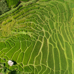 Green Terraced Rice Field in Chiangmai, Thailand
