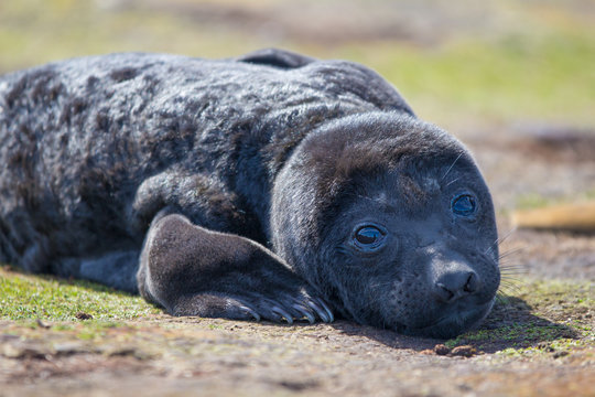 Southern Elephant Seal Pup (Mirounga Leonina;)