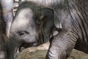 Baby elephant
