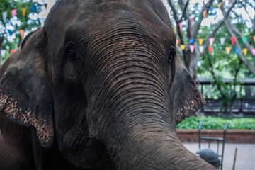 elephant in zoo