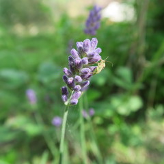 Lavandula angustifolia