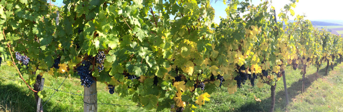 Blaue Weintrauben im Weinberg, 