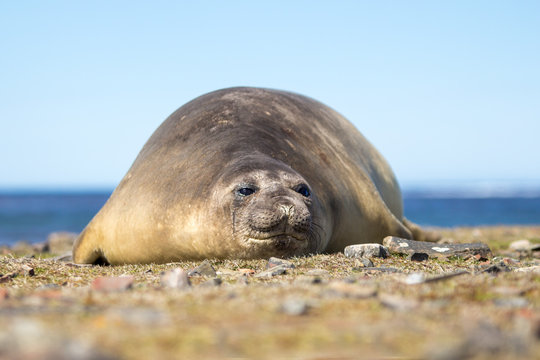 Southern Elephant Seal cow (Mirounga leonina)