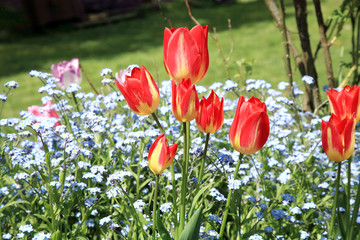 Obraz premium Tulips surrounded by pale blue forget-me-nots