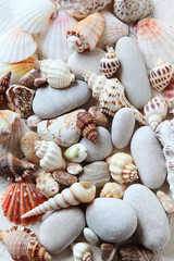 Ocean shell