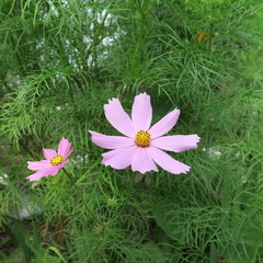Cosmos bipinnatus