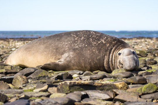 Male Southern Elephant Seal resting on beach