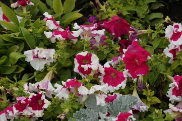 городская клумба