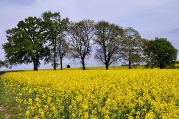 Landschaft in der Dahlener Heide