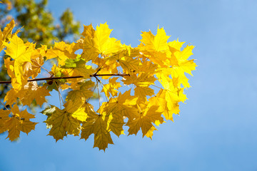 yellow maple leaves, autumn park, golden Autumn time, the yellow