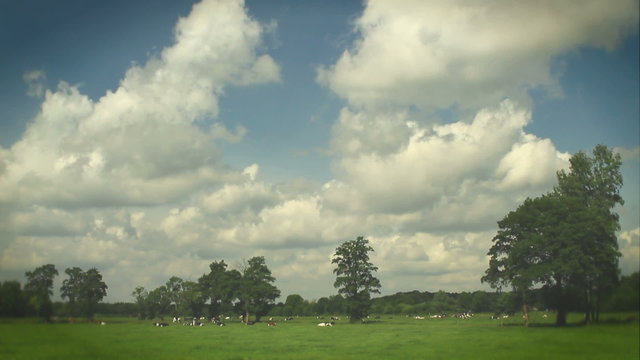 Cows grazing in the field in a typical Dutch landscape.