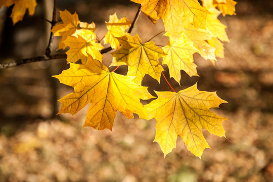 yellow maple leaves, autumn park, golden Autumn time, the yellow