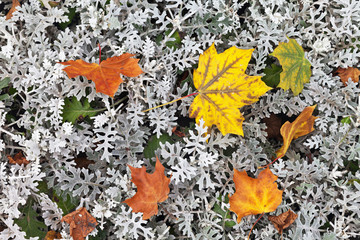  Autumn background. Fallen maple leaves in the flower bed with silver Cineraria maritima