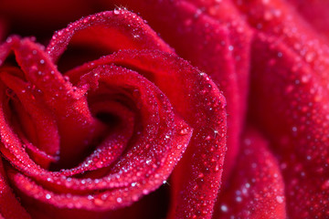red rose in water drops, closeup