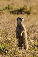 Suricato - Sudafrica