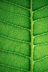 Leaf texture