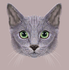 Russian blue cat animal cute face. Illustrated happy silver kitten head portrait. Realistic gray fur portrait of Russian green eyes kitty isolated on grey background.