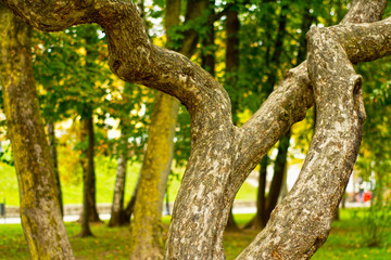 Unique curved magic tree in park