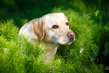 labrador retriever dog