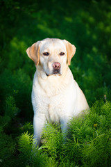 labrador retriever dog