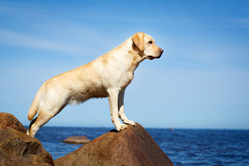 labrador retriever dog