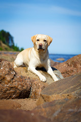labrador retriever dog