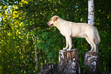 labrador retriever dog