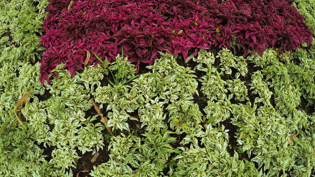 Flower Garden in city park