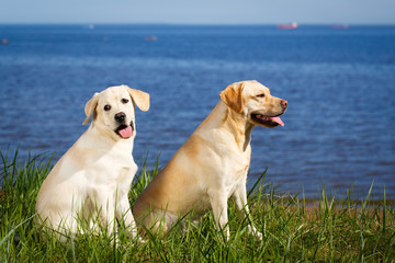 labrador retriever dog