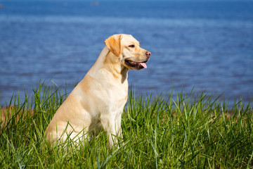 labrador retriever dog
