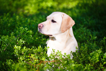 labrador retriever dog