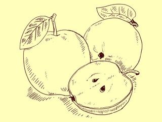 Apple sketch vector illustration