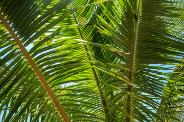 Abstract Palm tree branch on the tropical beach for background