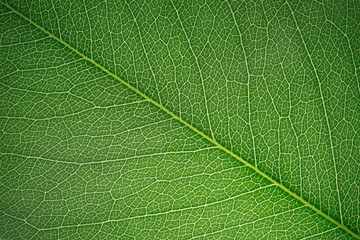 Leaf texture