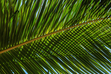 Abstract Palm tree branch on the tropical beach for background