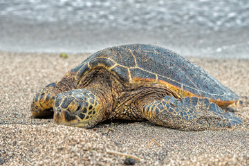 Fototapeta premium Green Turtle at Kahaluu Beach Park