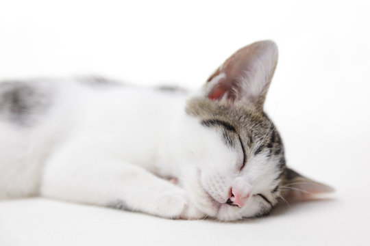 Laughing Cat Images Browse 15 339 Stock Photos Vectors And Video Adobe Stock