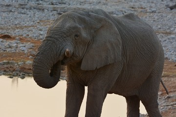 trinkender Elefant (Elephantidae) am Wasserloch von Okaukuejo im Etosha Nationalpark