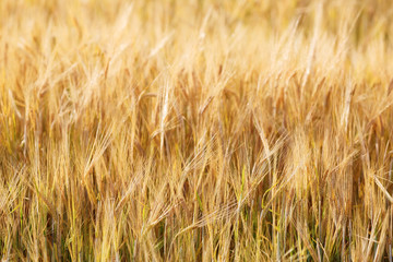 Closeup of wheat field
