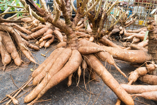 cassava