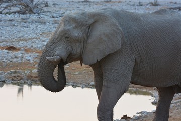 Fototapeta na wymiar trinkender Elefant (Elephantidae) am Wasserloch von Okaukuejo im Etosha Nationalpark