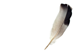 Feather isolated on white