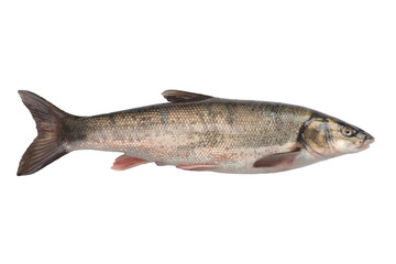 Sea fish Far Eastern dace