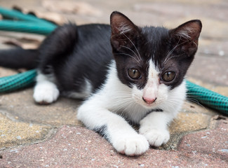 Little black and white cute kitten in garden