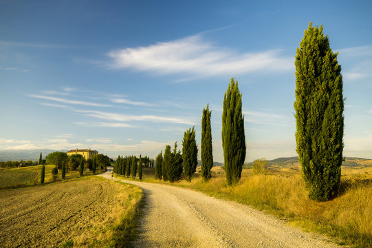 cypresses on the road to an agriturismo in Tuscany