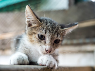 Little cute kitten on outdoor corridor