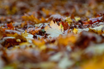 yellow maple leaf