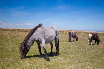 Wild Exmoor Ponies on the summer pasture,Great Britain