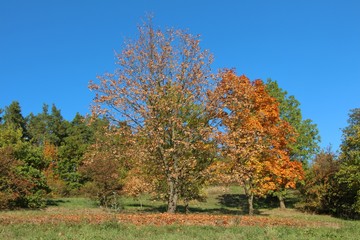 Fototapeta premium Autumn trees 