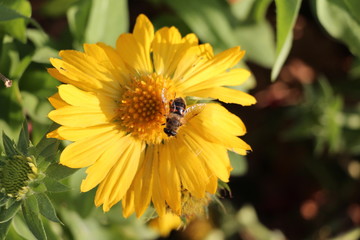 Bee sits on a yellow flower 